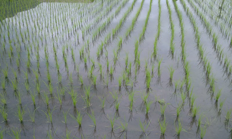 cA̓cڂ̎ʐ^łBi24N610@Bej